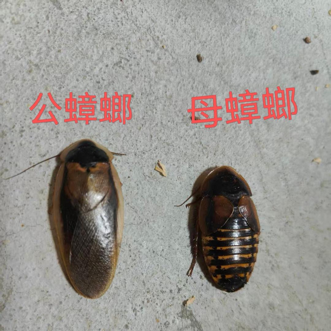 朱姐杜比亚蟑螂技术分享