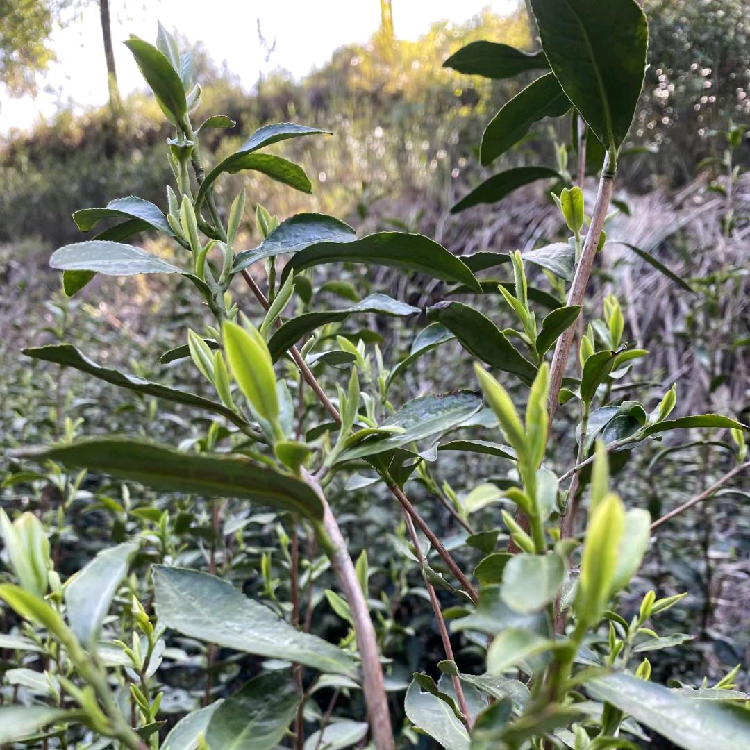 黄翔--金溪县雲林茶叶厂