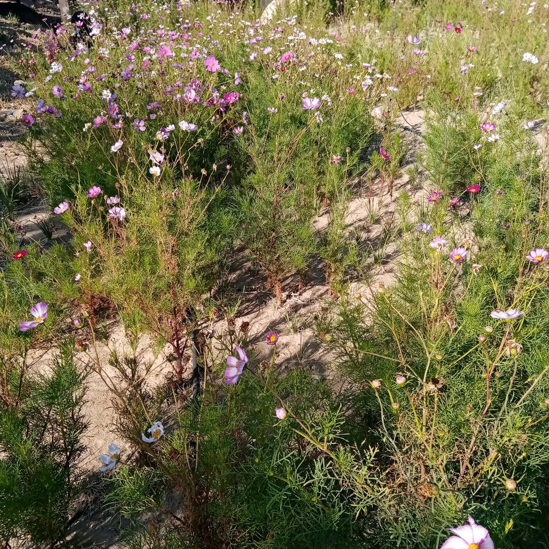 芋蔚