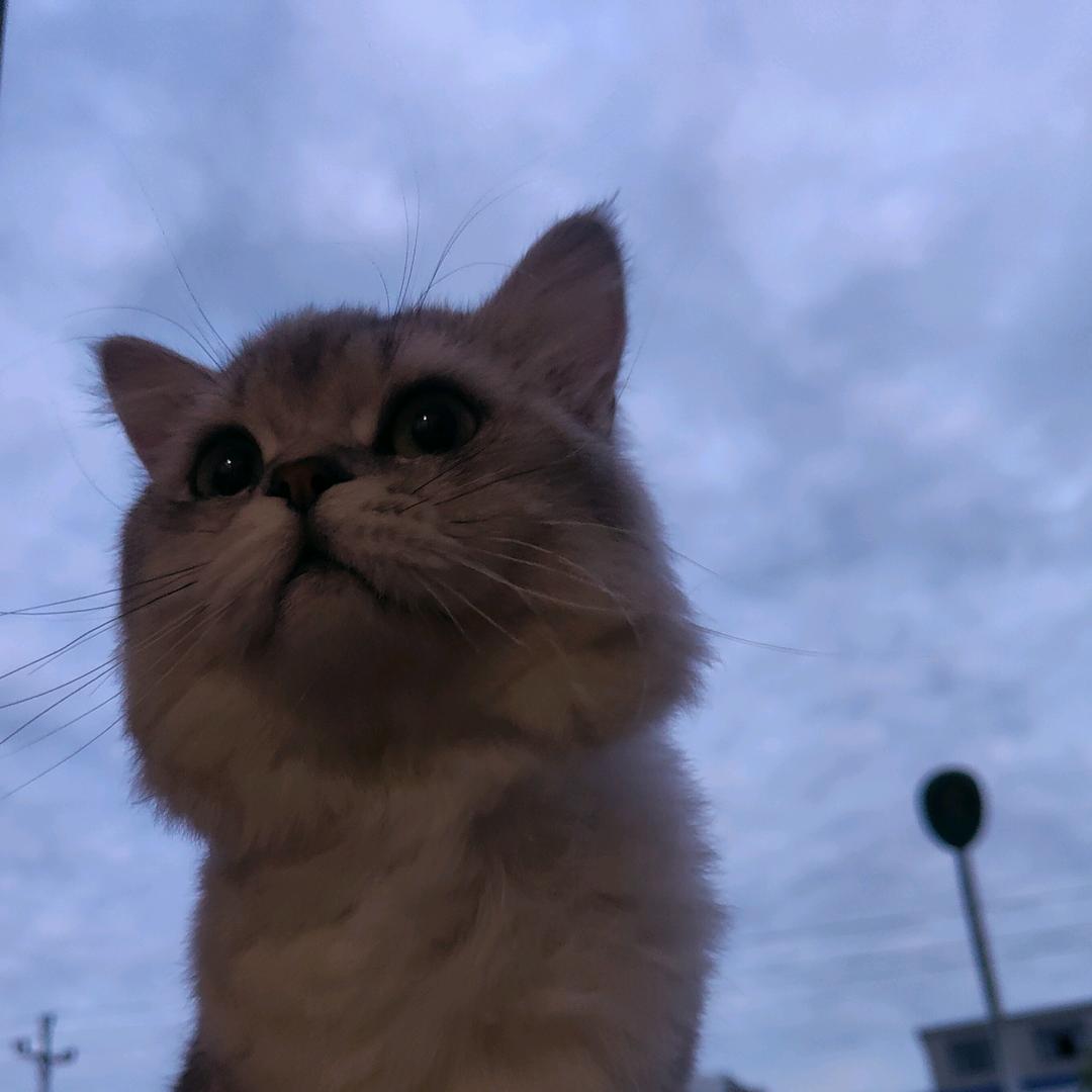 一梦七八年