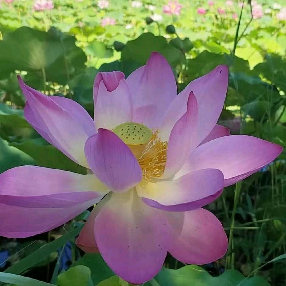 @好运常在