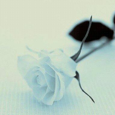 西贝小贾《2024.9.19》承诺