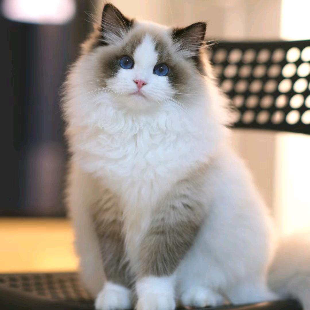 我家猫大爷