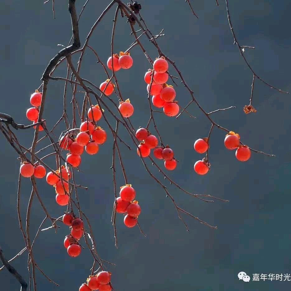 阅己