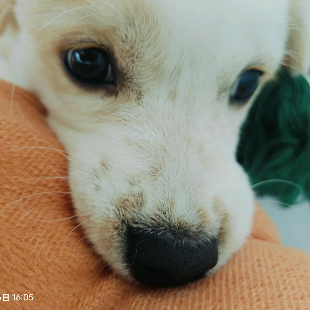可爱