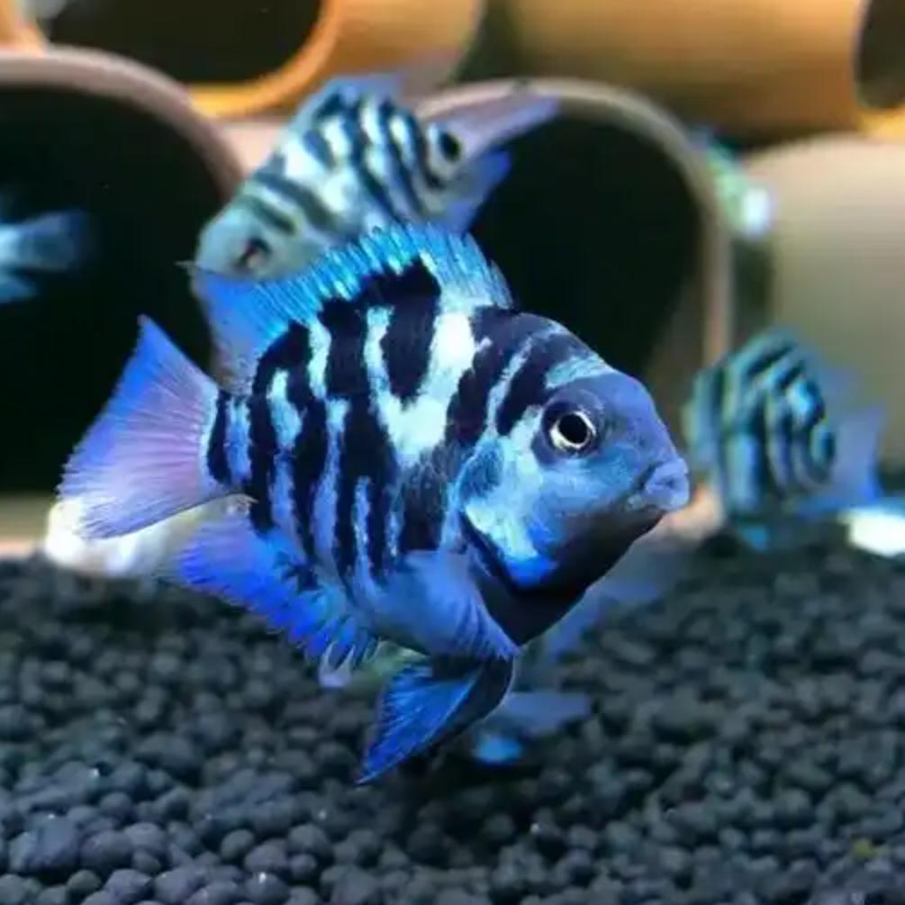 水草哥