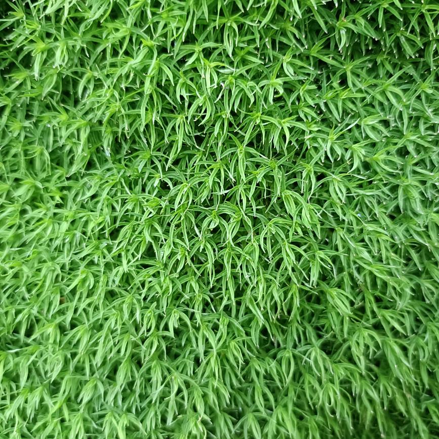 林深见鹿