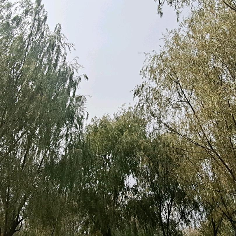 修身养德