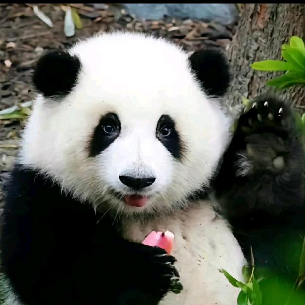 唰唰鱼游走了🔥