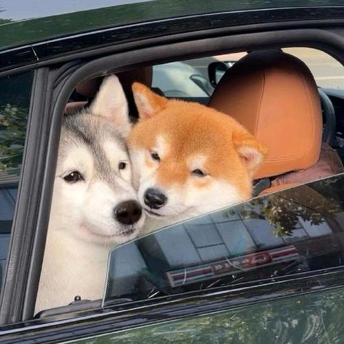 小霾(三角洲行动)