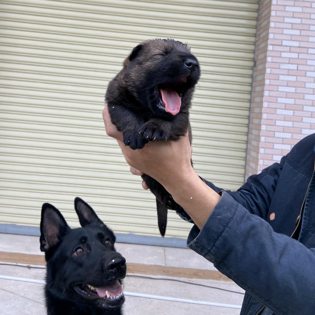 佛山牧禾犬舍-东德牧羊犬