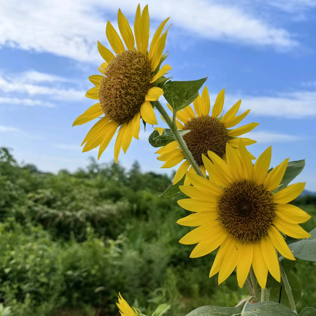 ૮ .  ̫ . ა木子