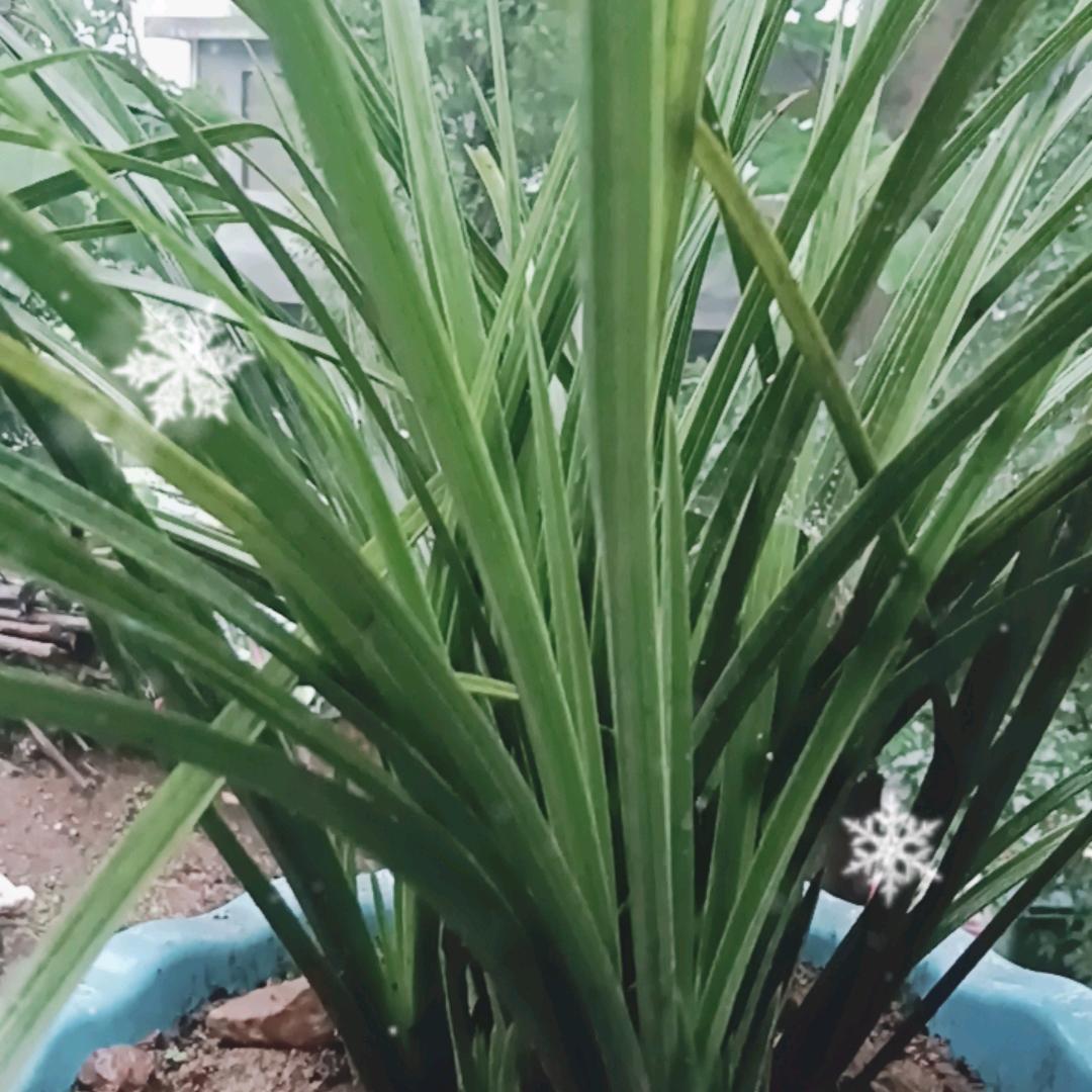雨荷