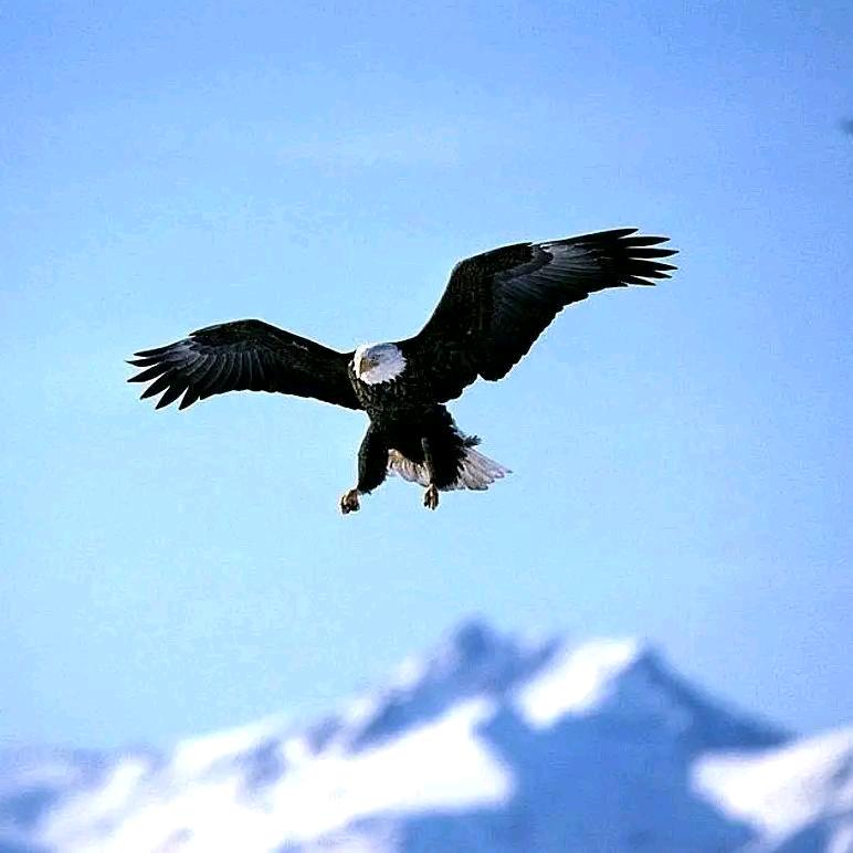 雪域雄鹰🦅🦉🇨🇳