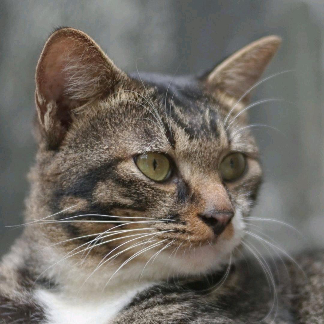 毛风狸花猫