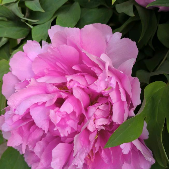 啊芬