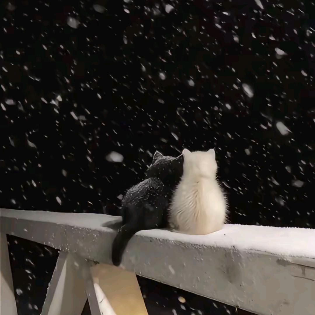 二道贩子专拐主播(不是运营)