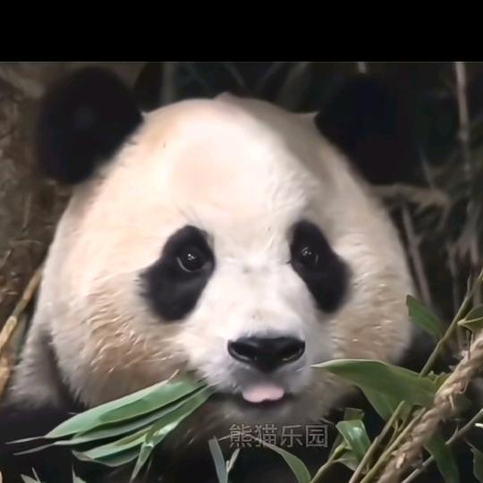 不知猪