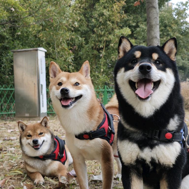 家有柴柴三小只