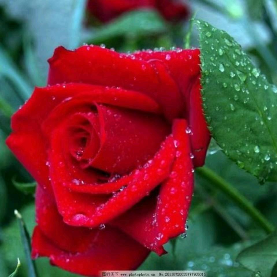 绿春花