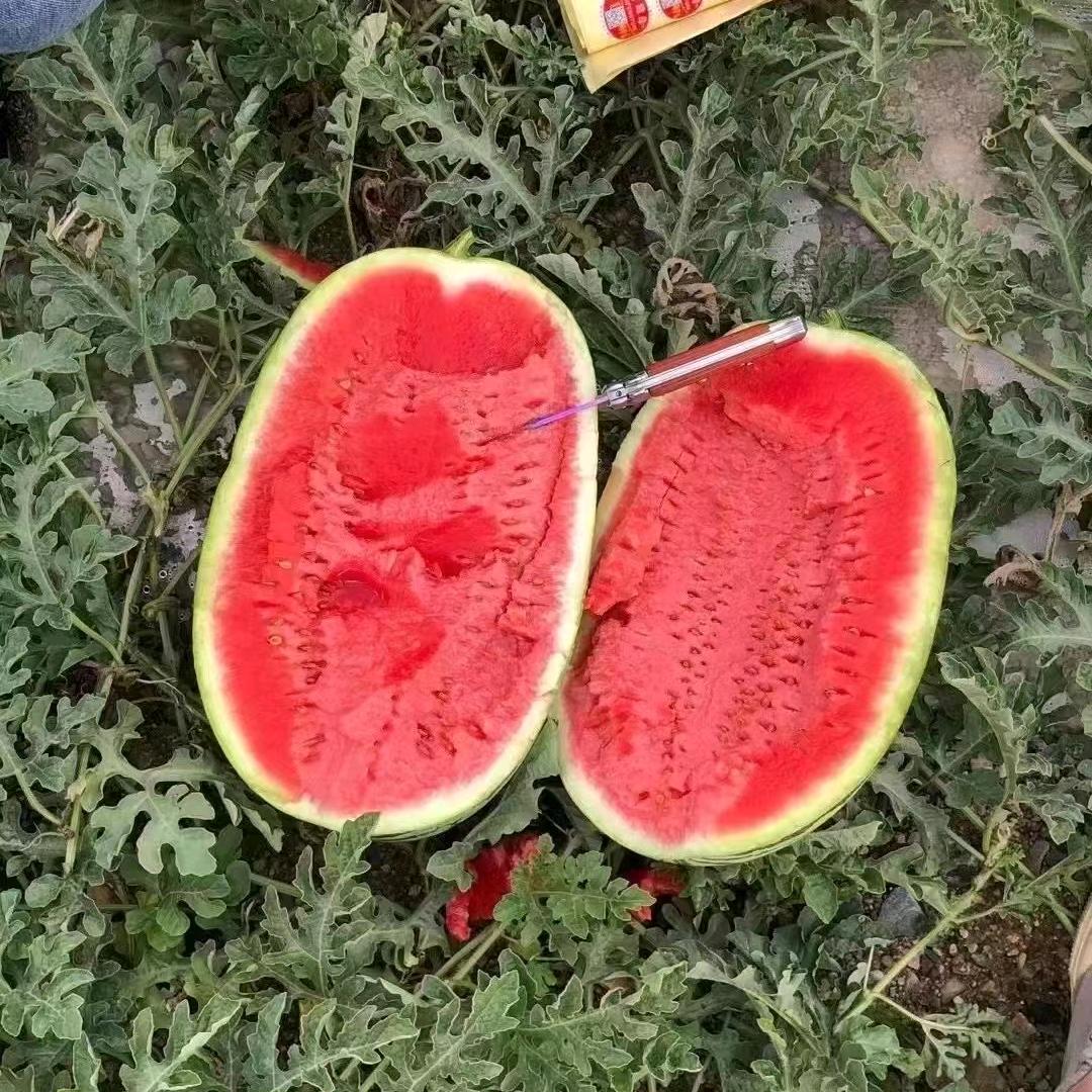 大西北大雷西瓜供应链