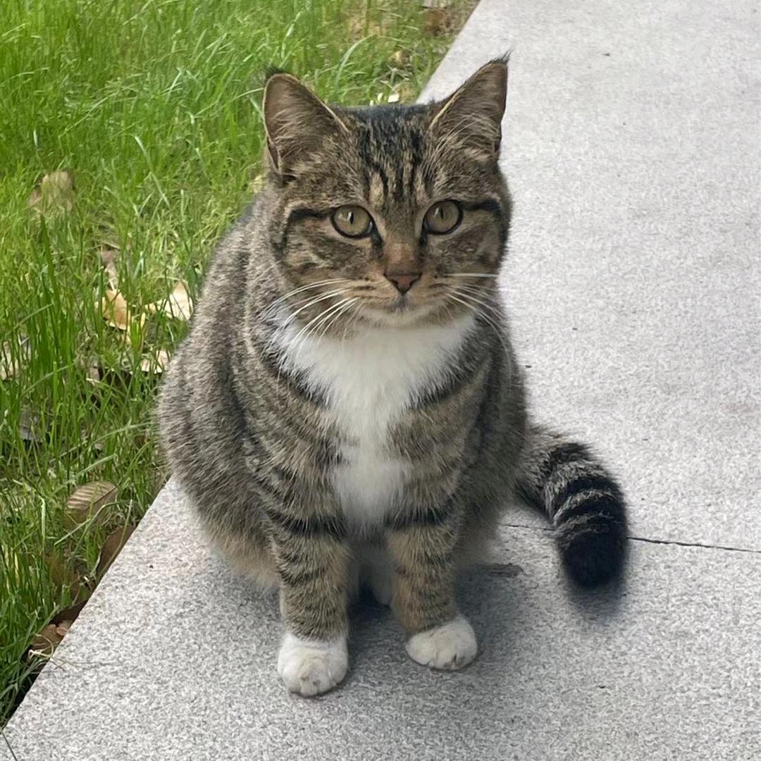 🐻法网的小胖子