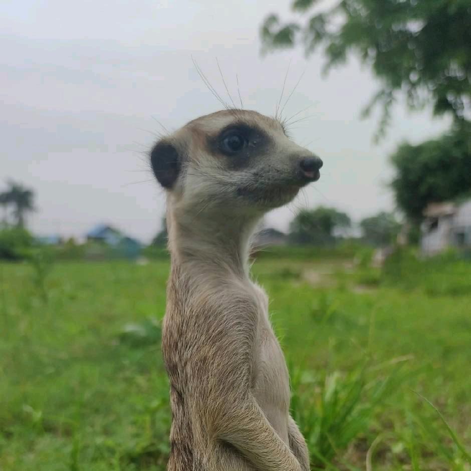 狐獴乌托邦