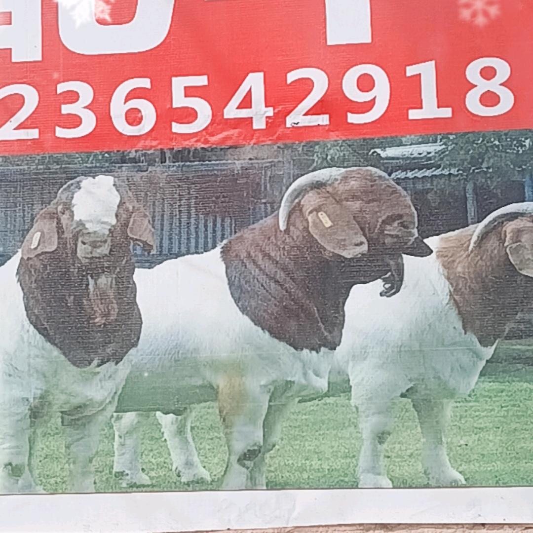 七岗养殖