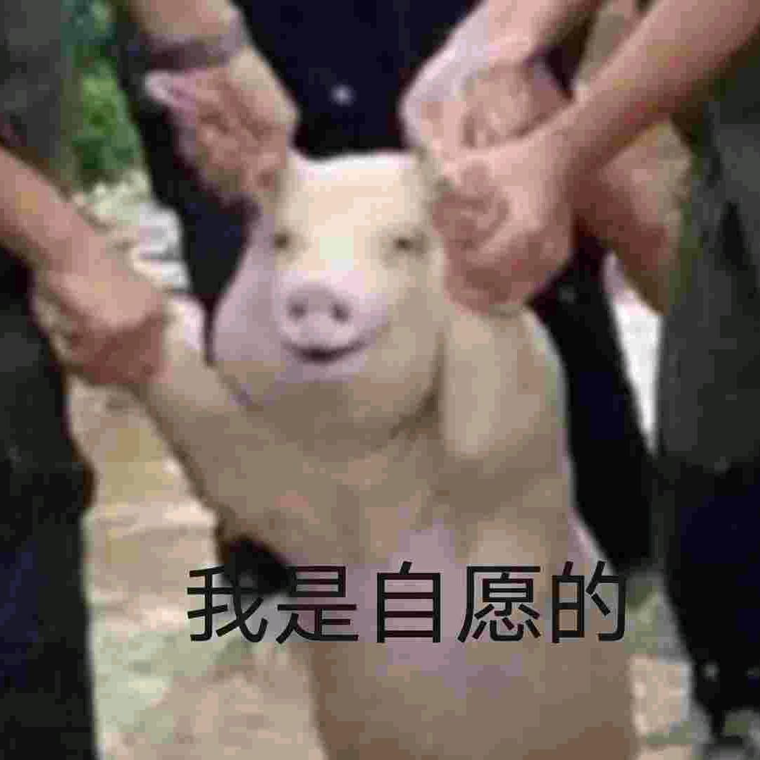 你瞅咩呀