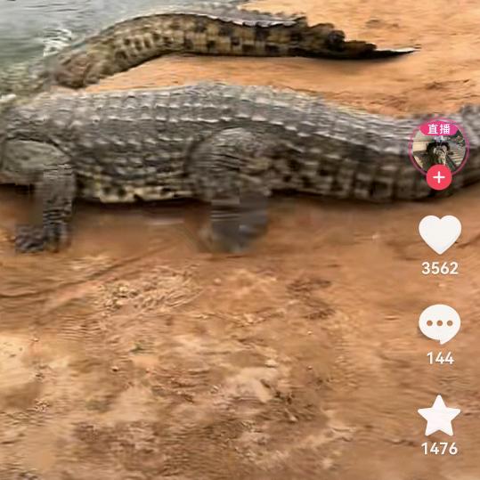 从头开始
