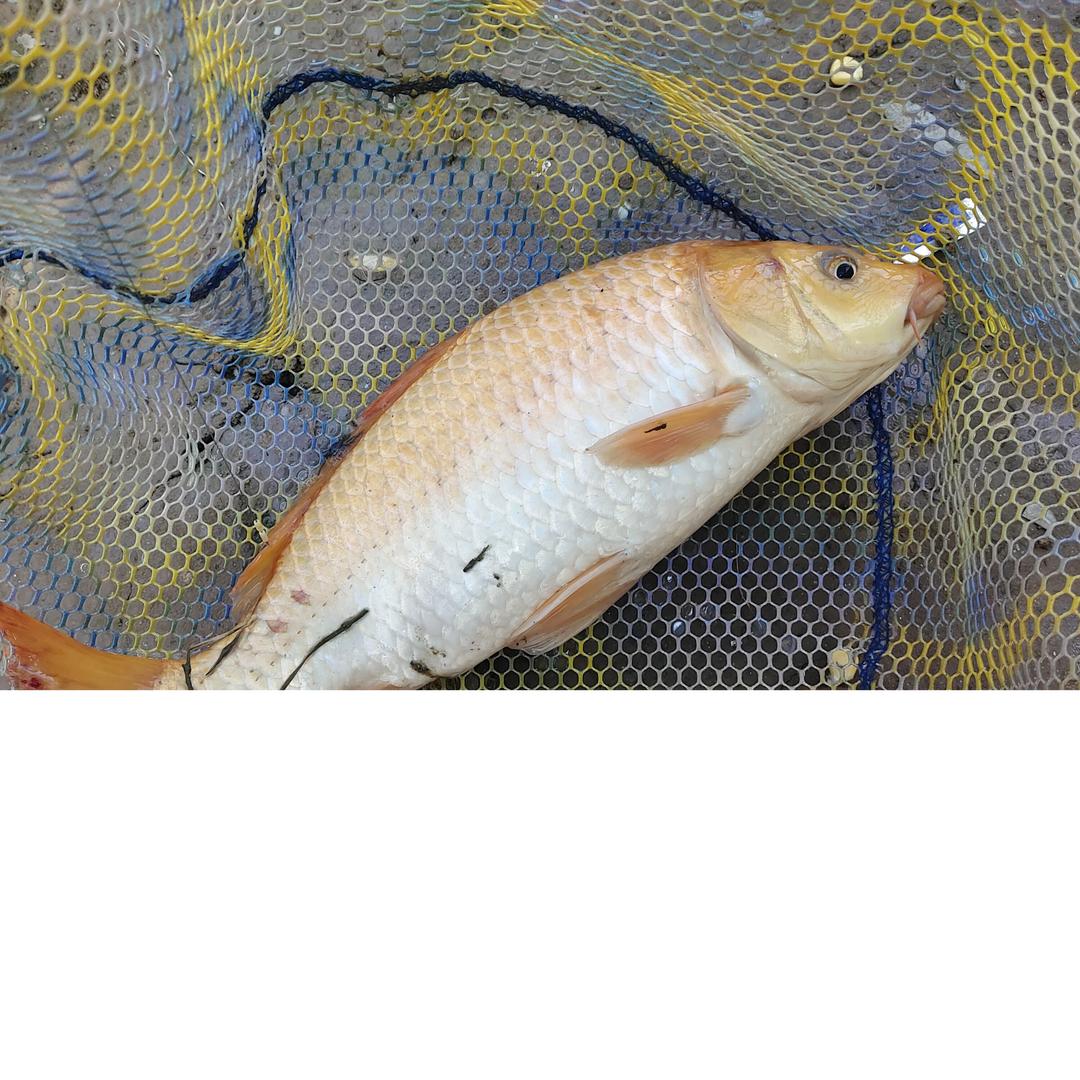 🐟🐟🐟渔乐🐟🐟🐟