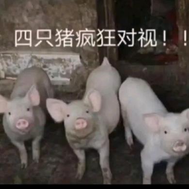 95的🐖