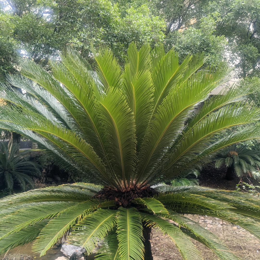 美缝家政〖萍〗