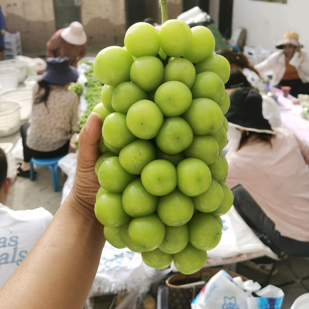 西昌葡萄棚流转   代办小张