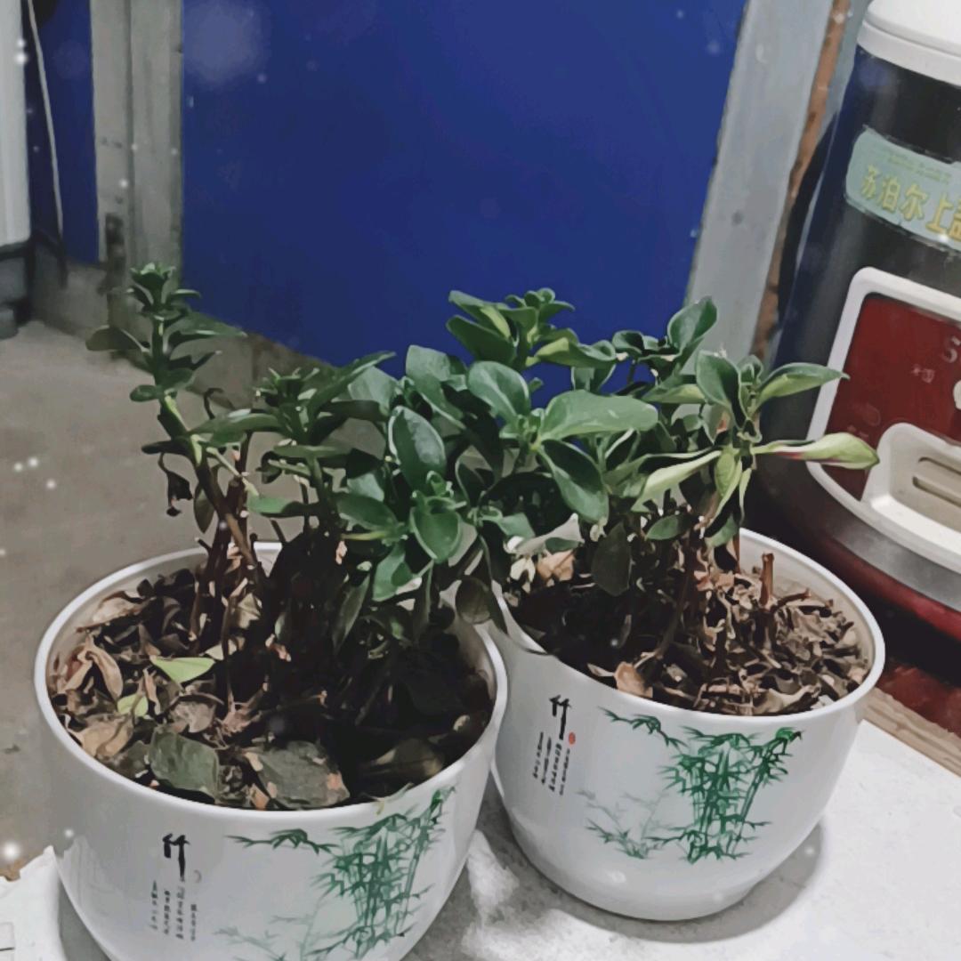 才艺