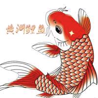 东阿黄河鲤鱼