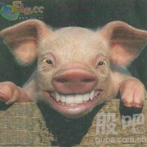 被生活磨平棱角的猪