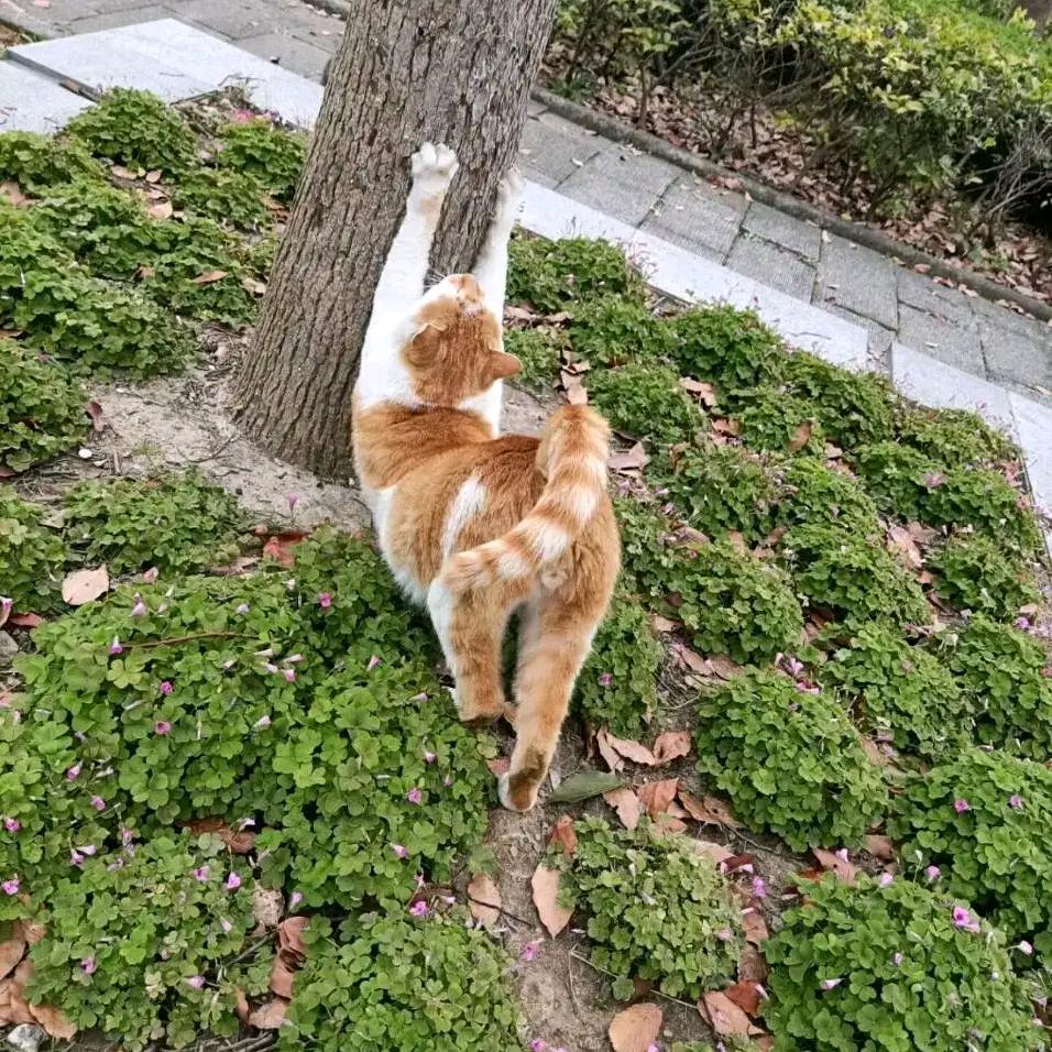 无敌跑刀大王（接哈夫币代肝）