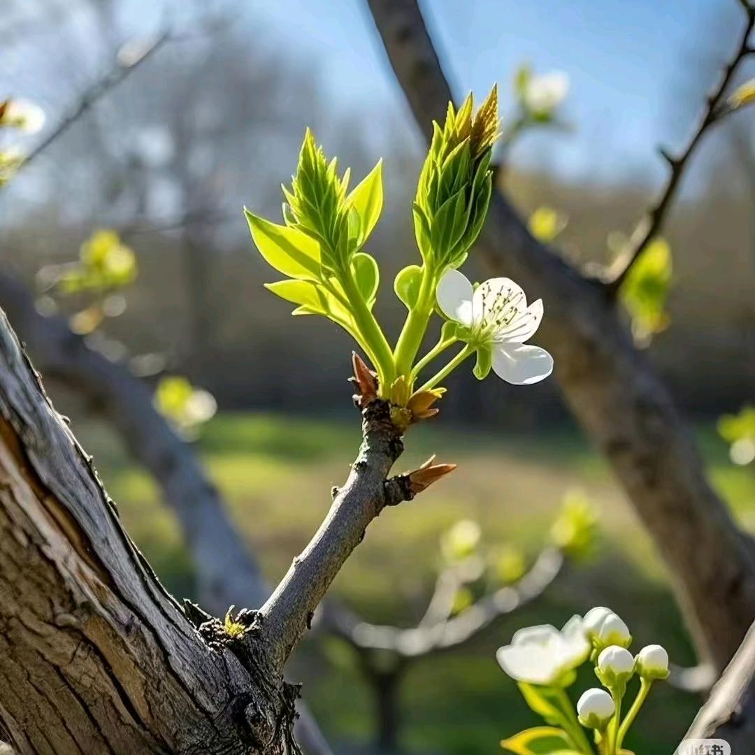 错把陈醋当成墨
