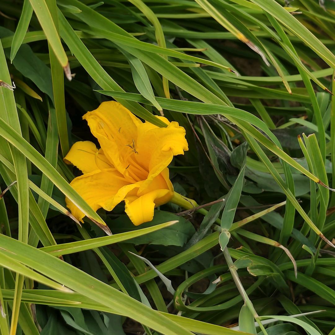 桃花源