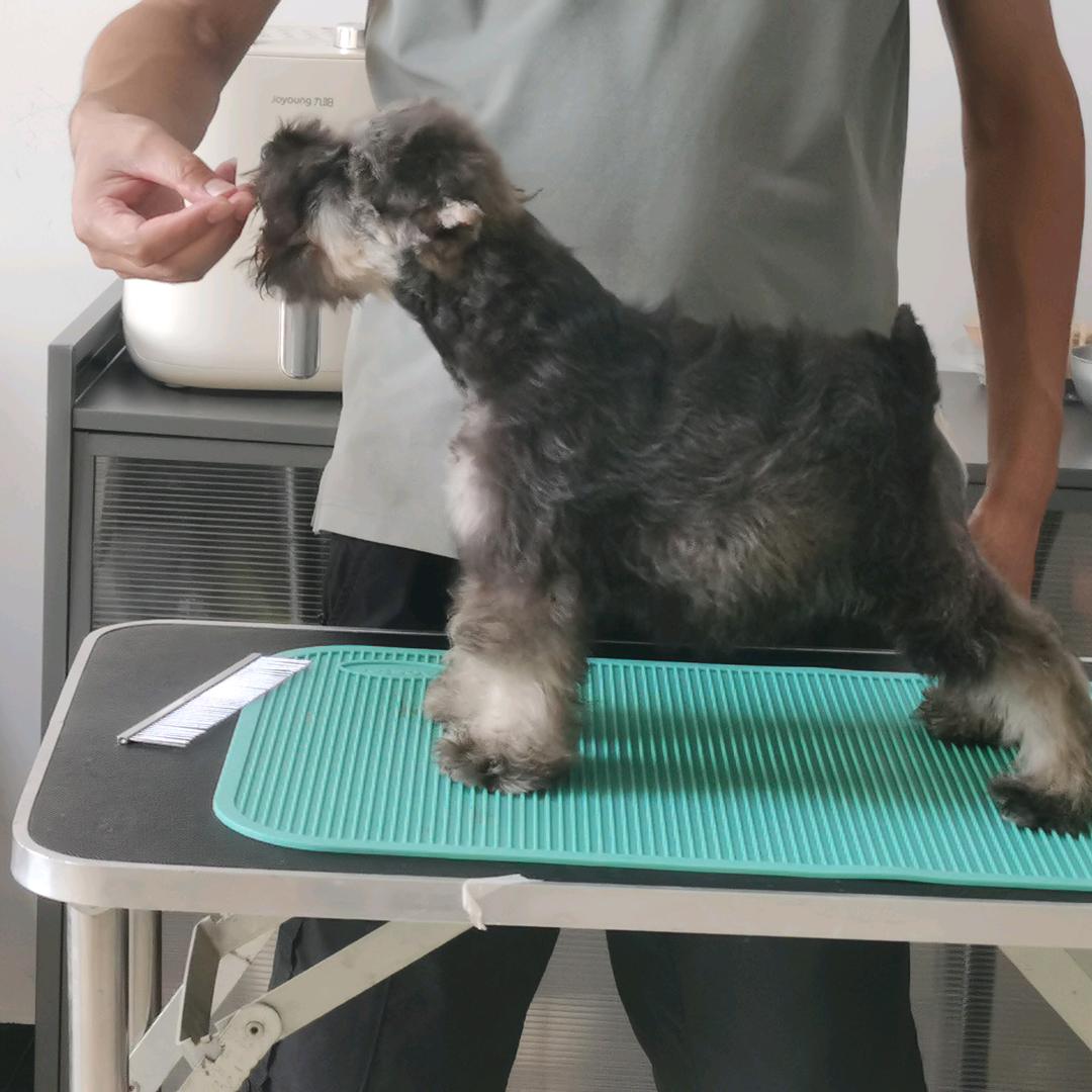 赛级双血统雪纳瑞宝宝