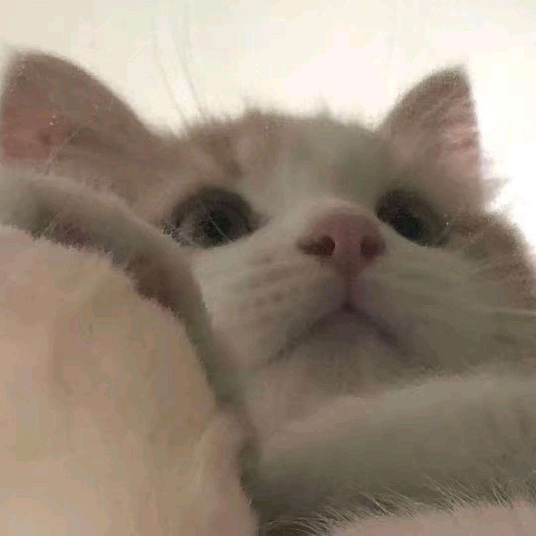 不爱吃榴莲