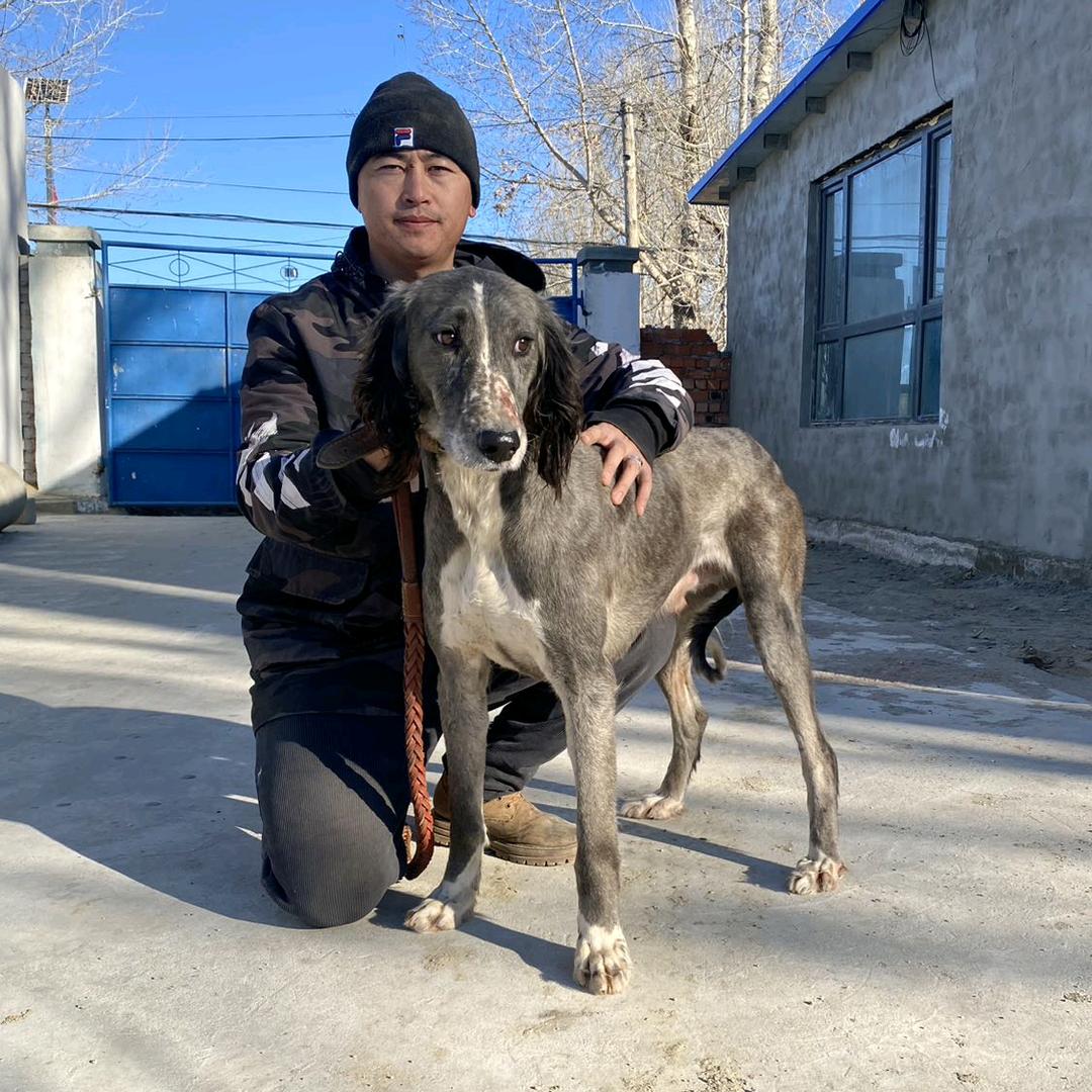 别尔德汗 纯血塔滋猎犬