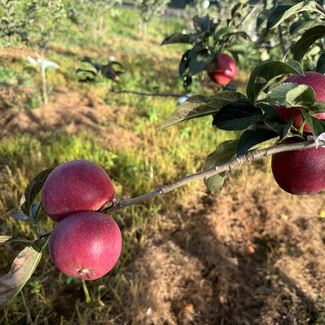 大长腿🍎