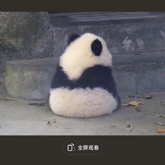 老照片
