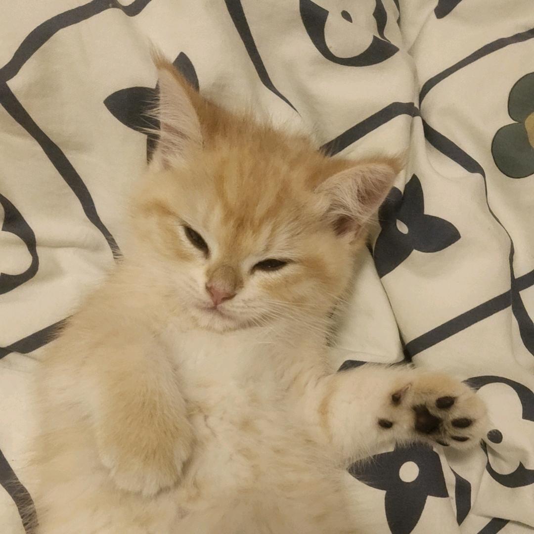 鸿斩