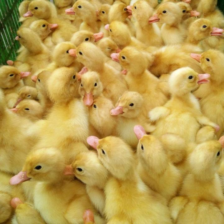 每天分享种蛋鸭苗指导价