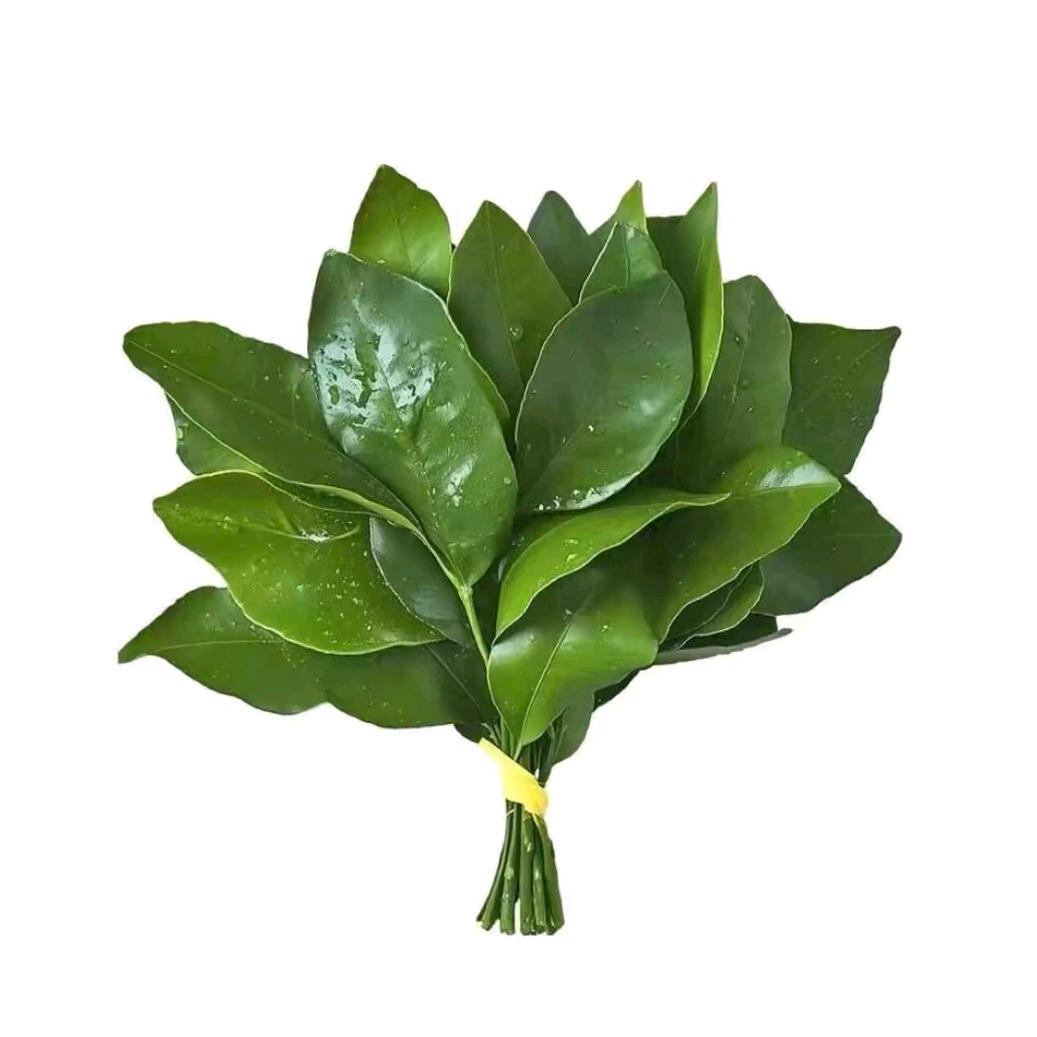奶油 🅴