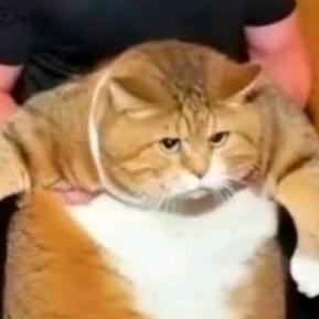 ¥¥¥$