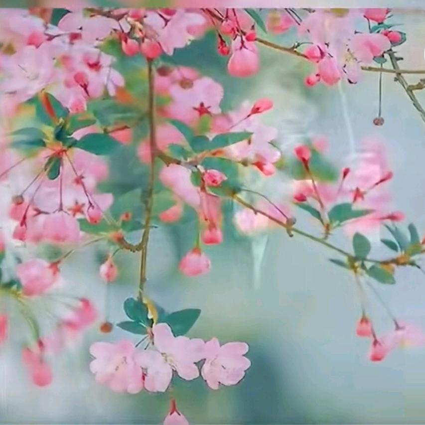 昨日的星辰